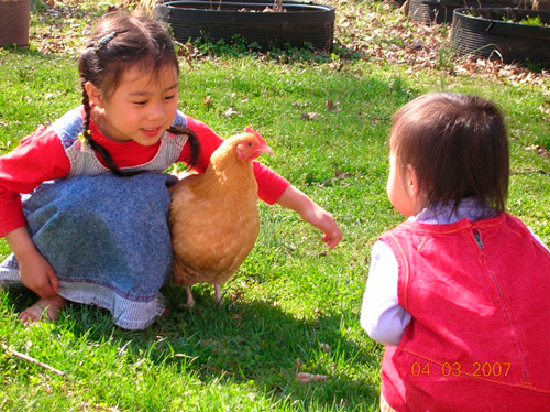 Two Little Asian Girls Playing With A Chicken